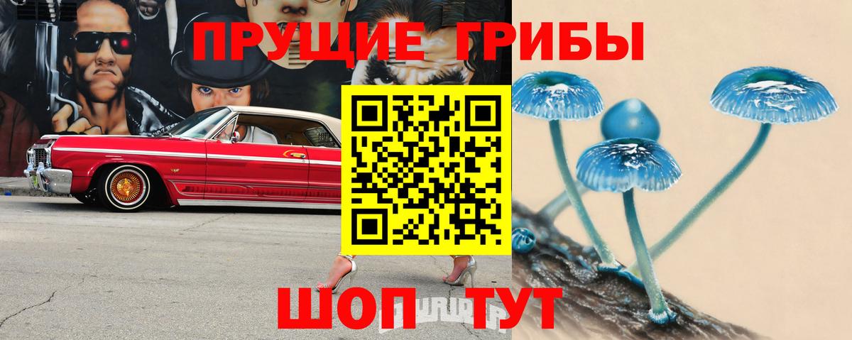 Псилоцибиновые грибы Psilocybe Киров
